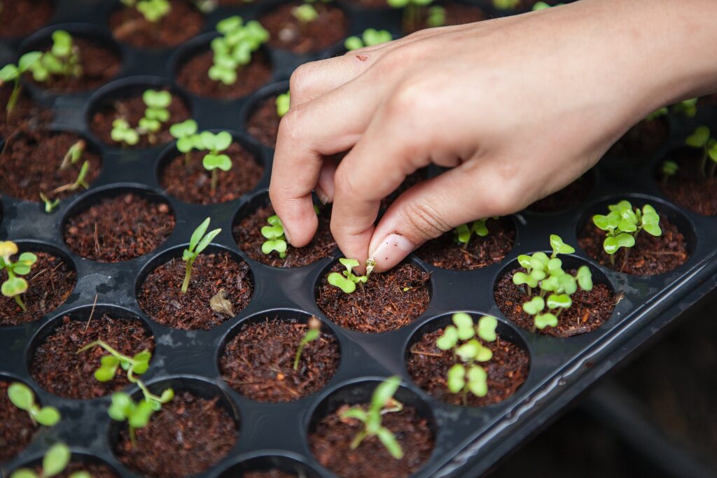 planting